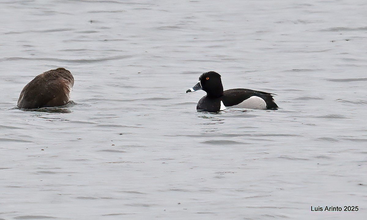 Ring-necked Duck - ML638462101