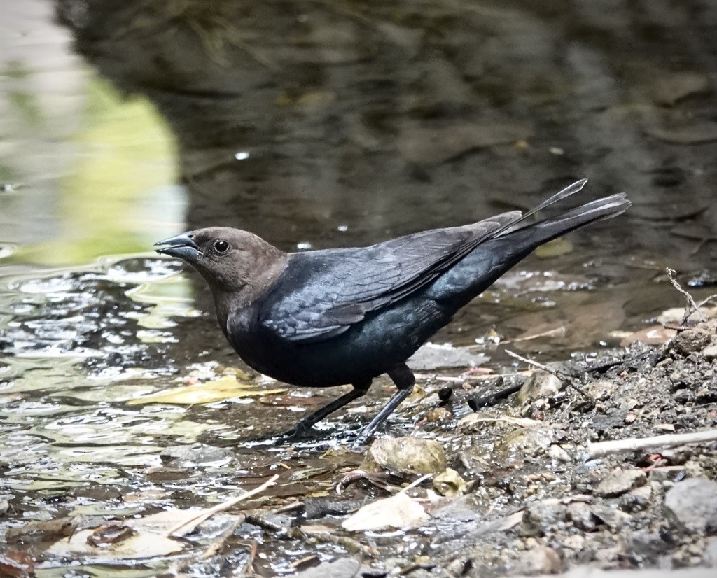Brown-headed Cowbird - ML638462102