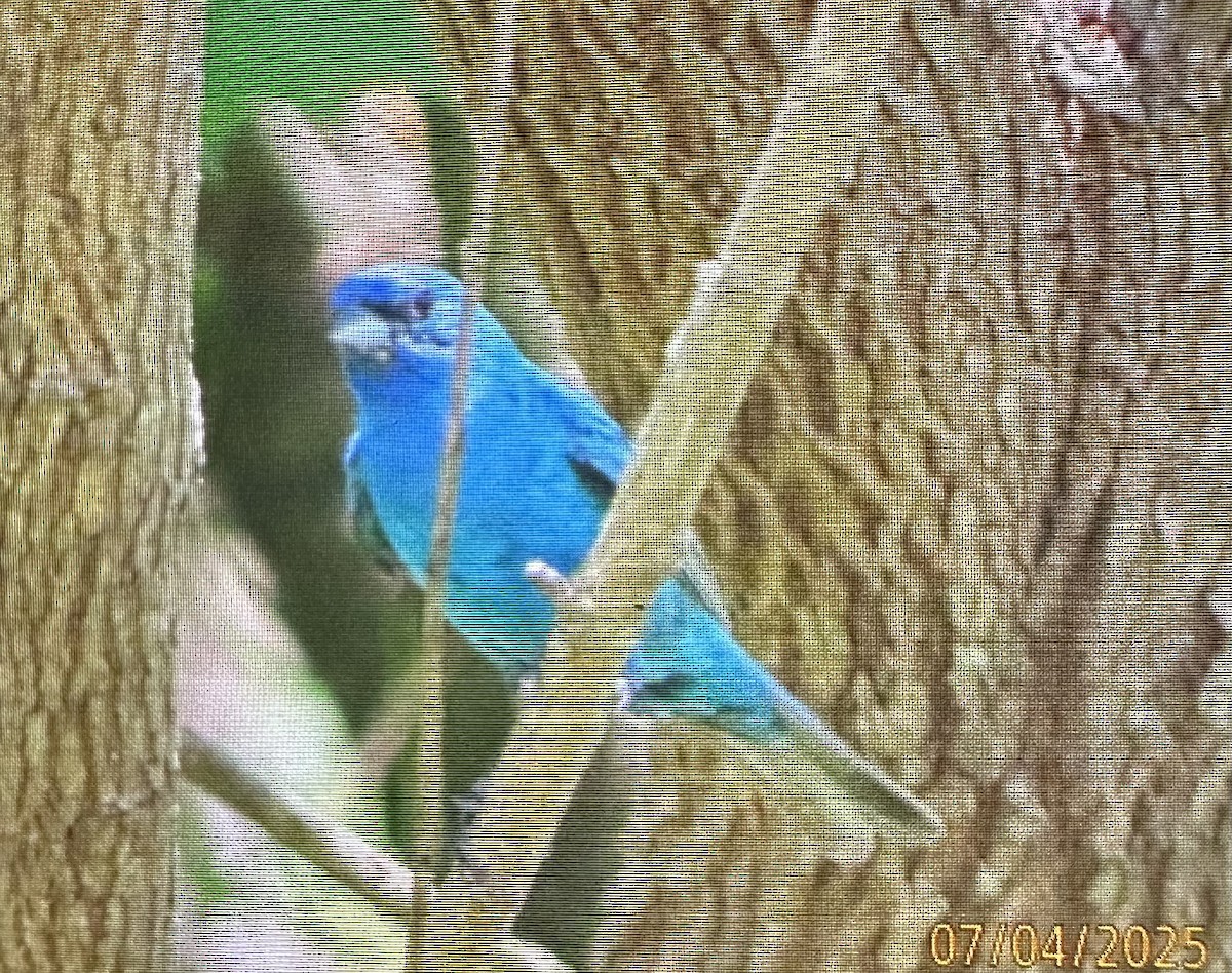 Indigo Bunting - ML638462109