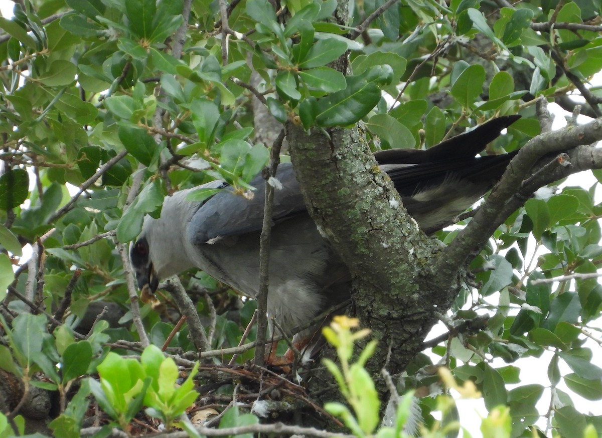Mississippi Kite - ML638462112