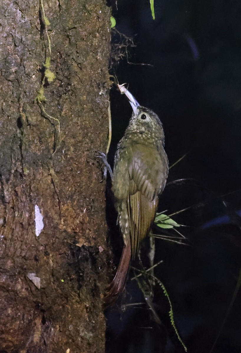Olive-backed Woodcreeper - ML638462113