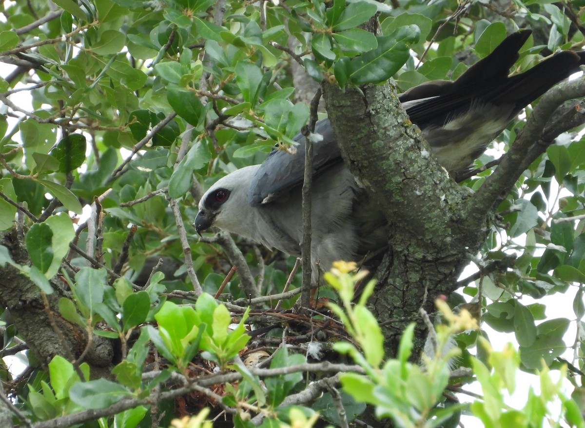Mississippi Kite - ML638462133
