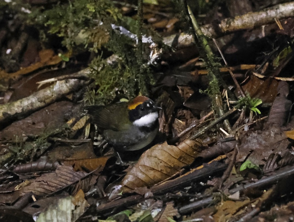 Chestnut-capped Brushfinch - ML638462146