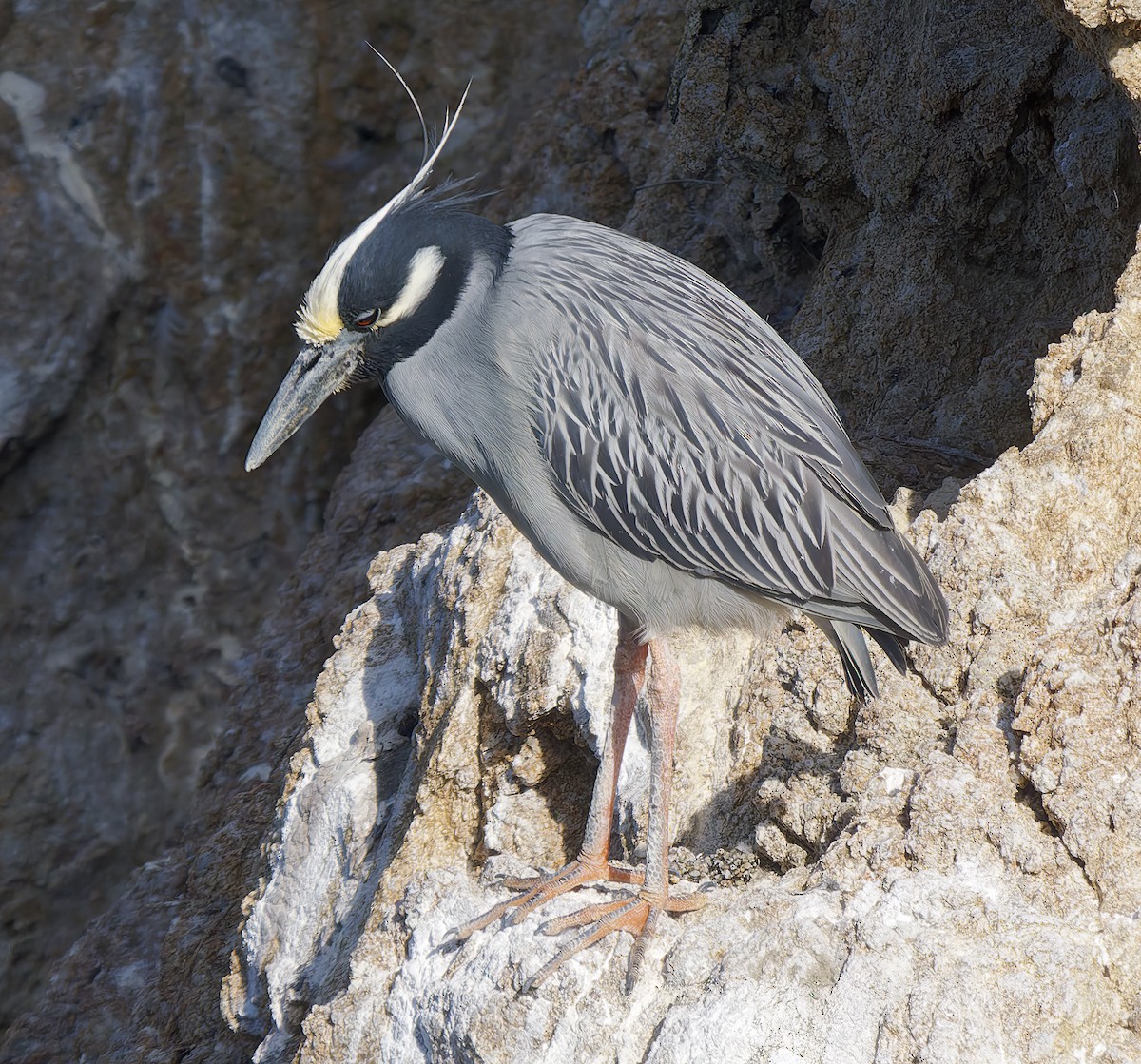 Yellow-crowned Night Heron - ML638462150