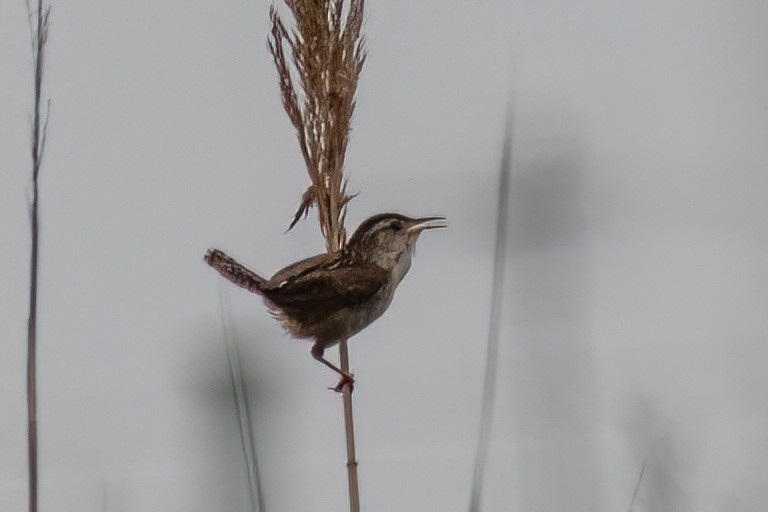 Marsh Wren - ML638462165