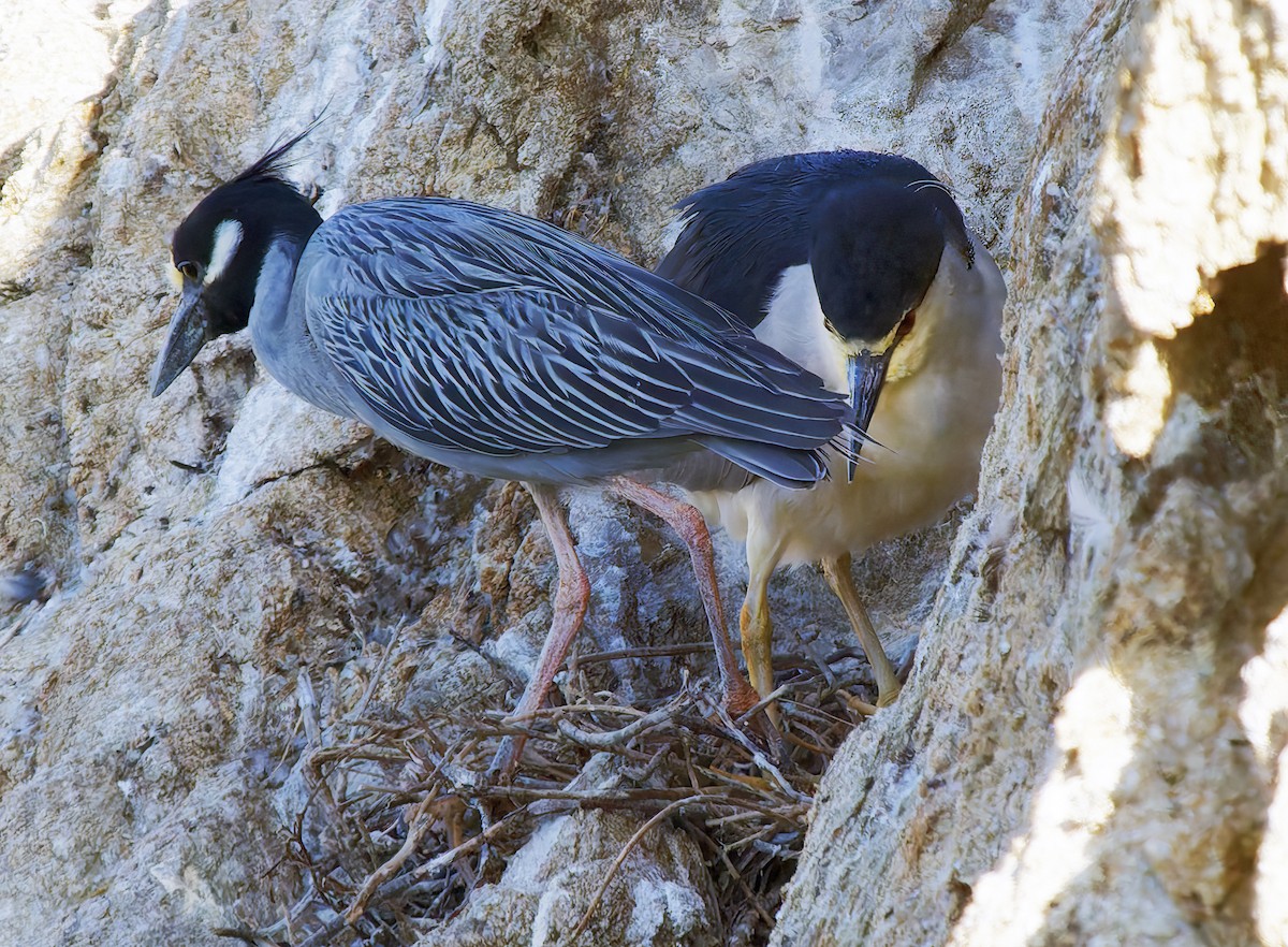 Yellow-crowned Night Heron - ML638462176