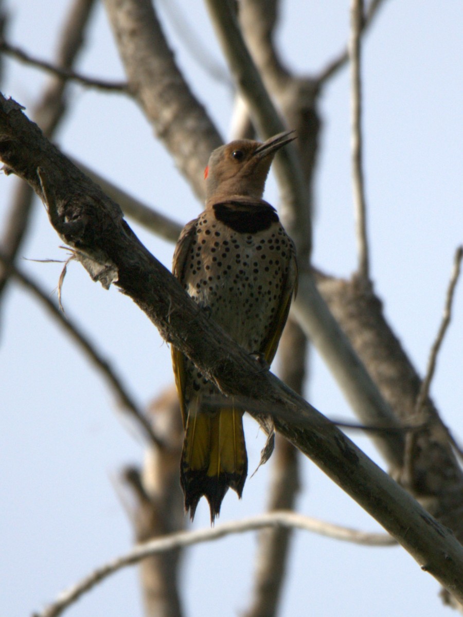 Northern Flicker - ML638462179
