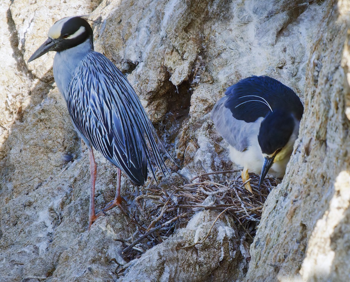 Yellow-crowned Night Heron - ML638462180