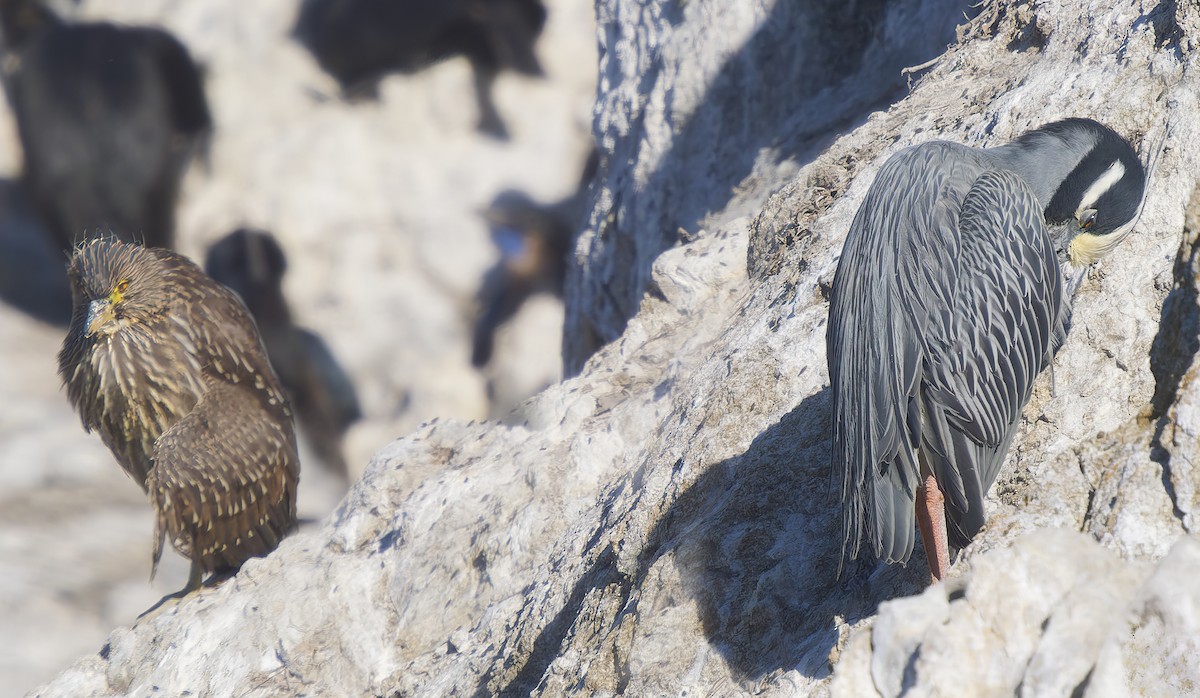 Yellow-crowned Night Heron - ML638462183