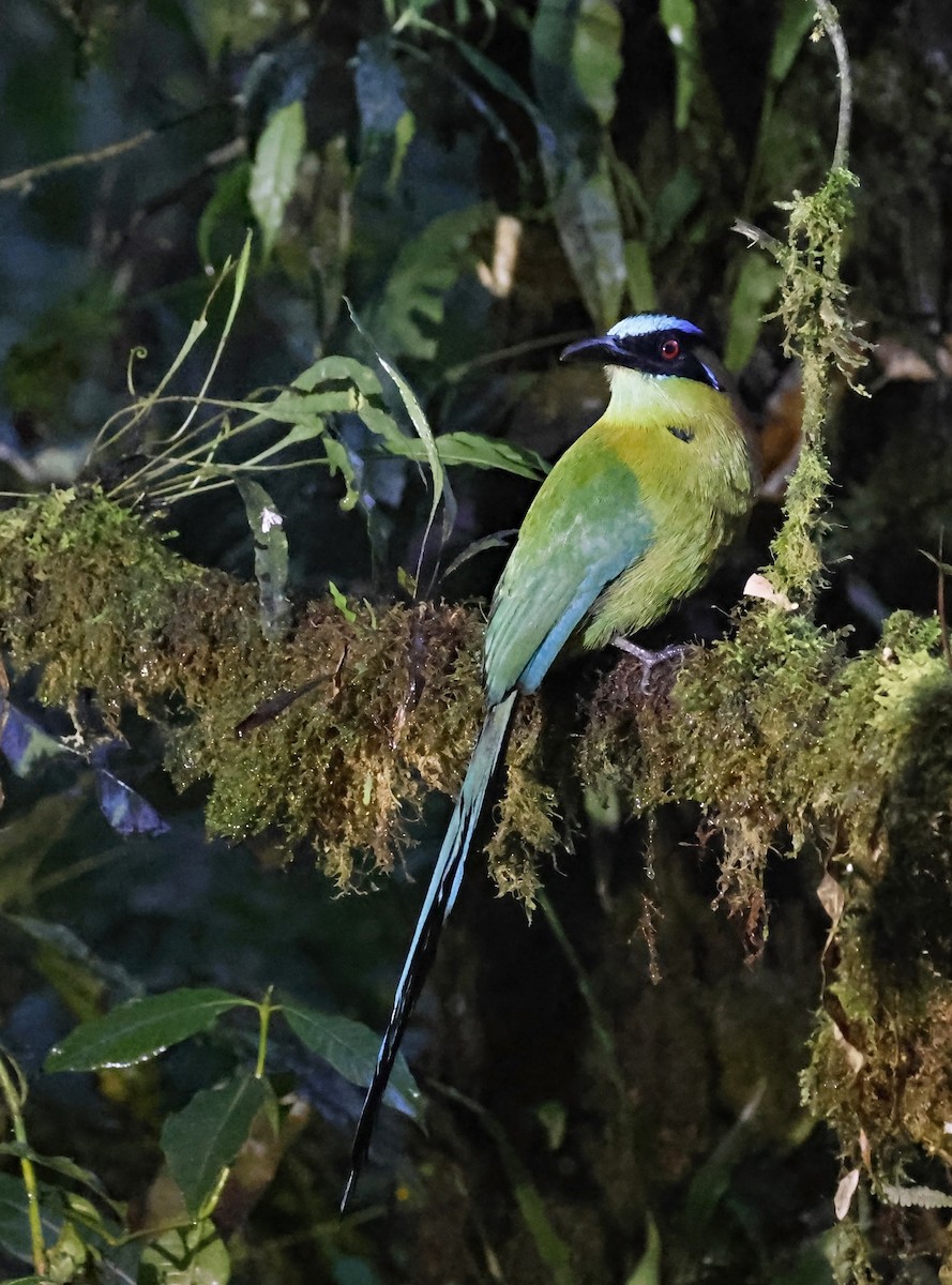 Andean Motmot - ML638462187