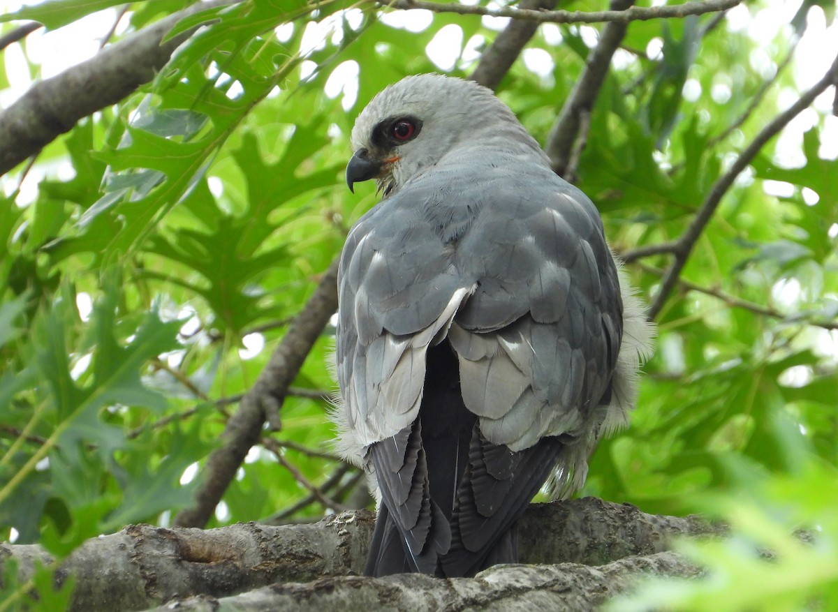 Mississippi Kite - ML638462191