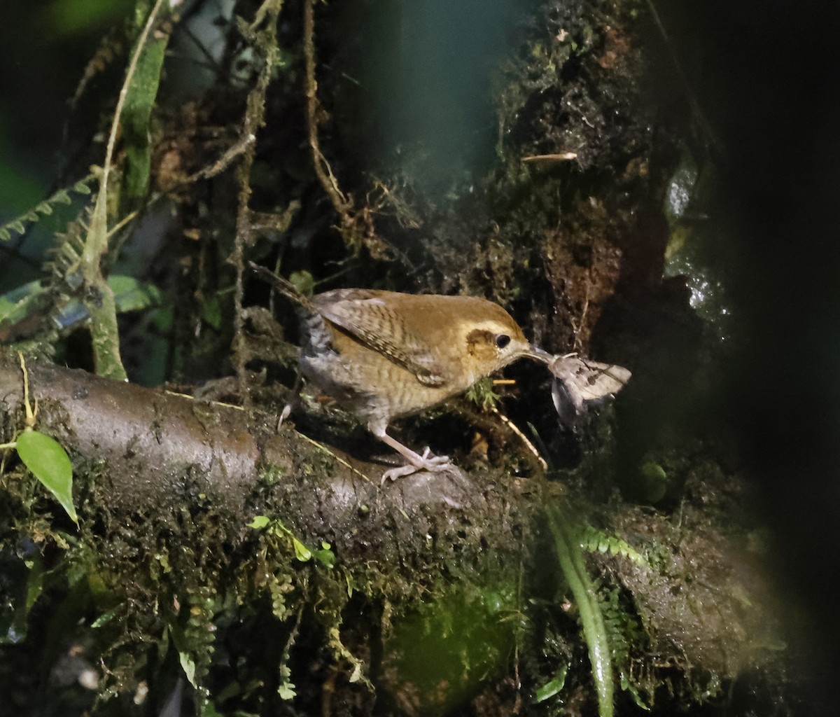 Mountain Wren - ML638462193