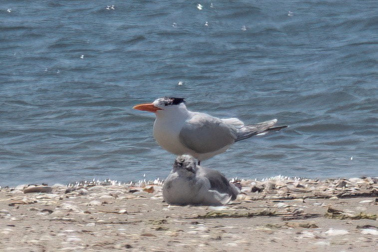 Royal Tern - ML638462195