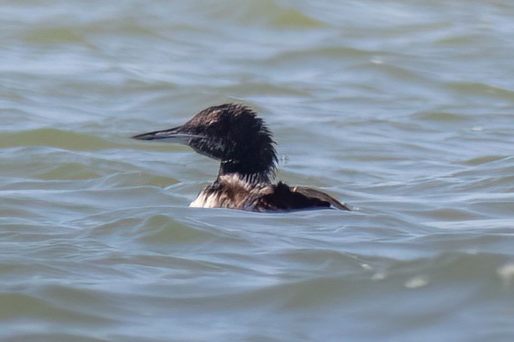 Common Loon - ML638462199