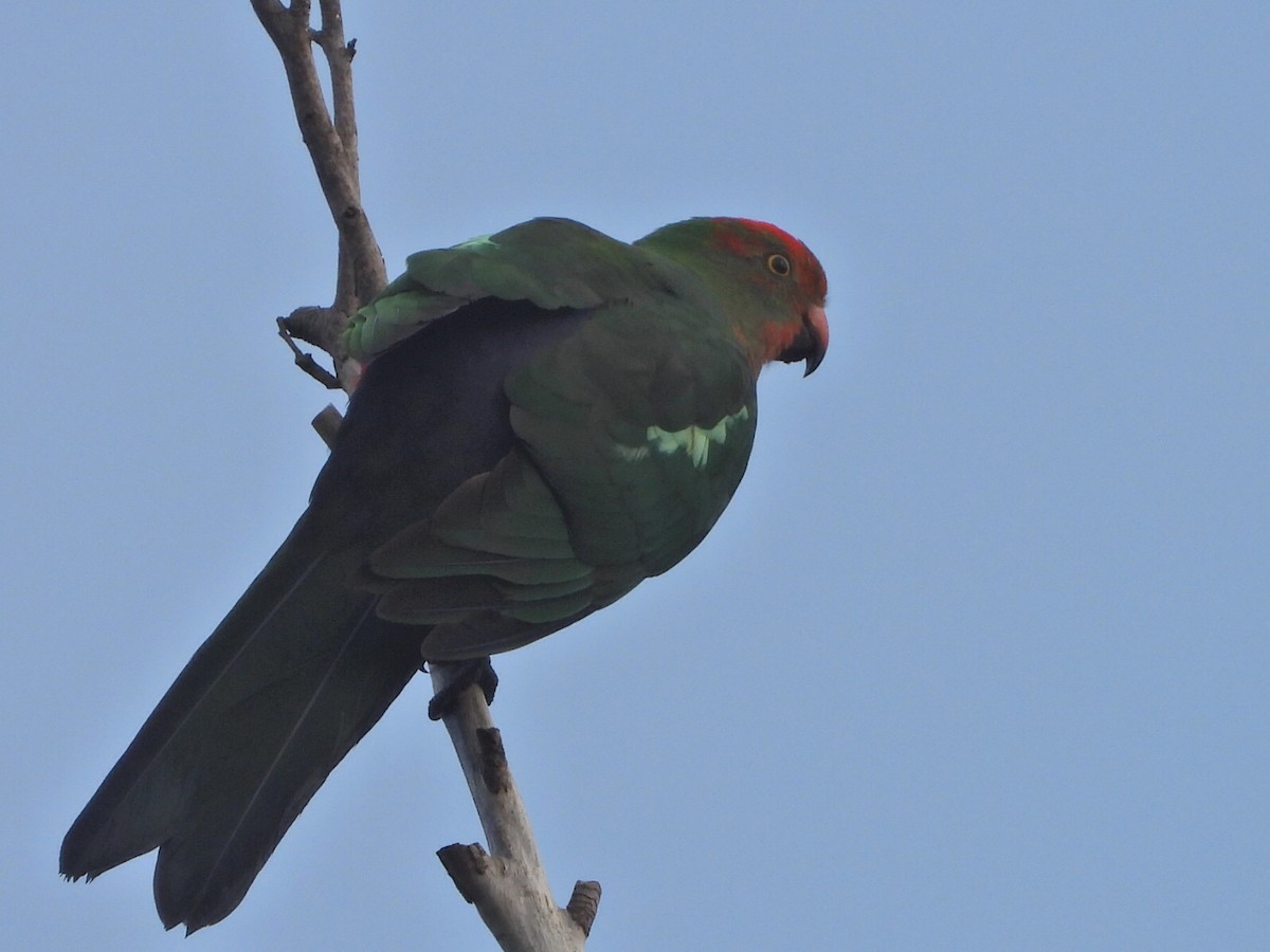 Australian King-Parrot - ML638462245