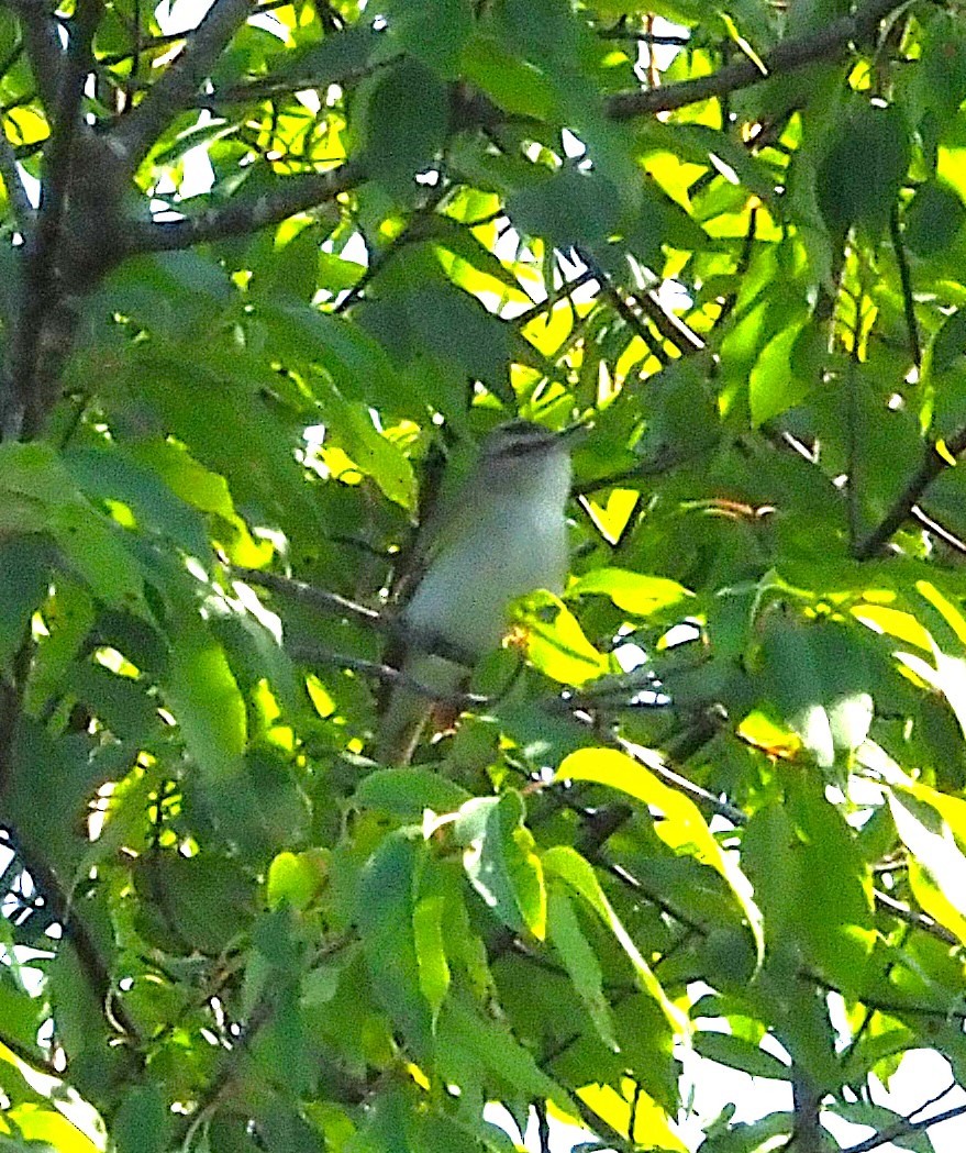 Red-eyed Vireo - ML638462247