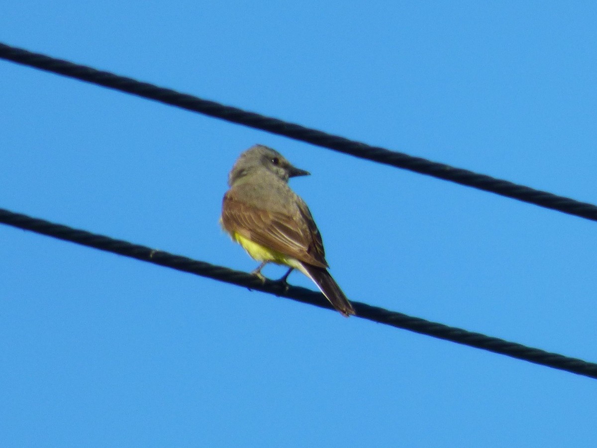 Western Kingbird - ML638462250