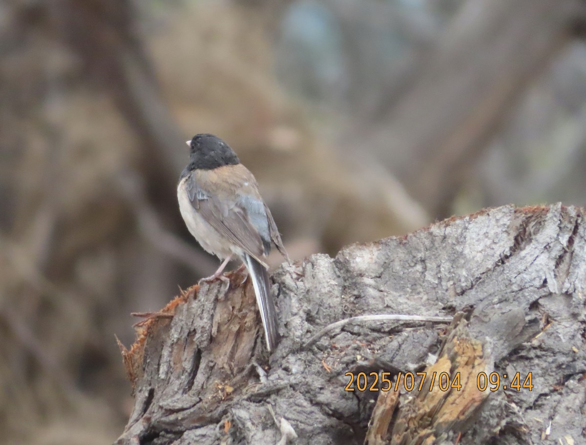 Dark-eyed Junco - ML638462252