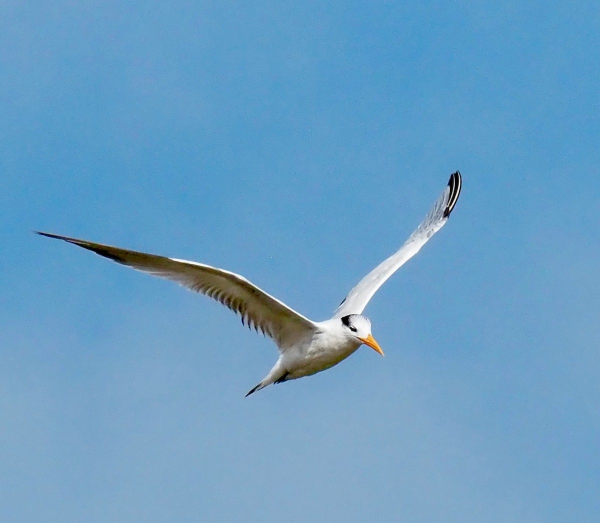 Least Tern - ML638462253