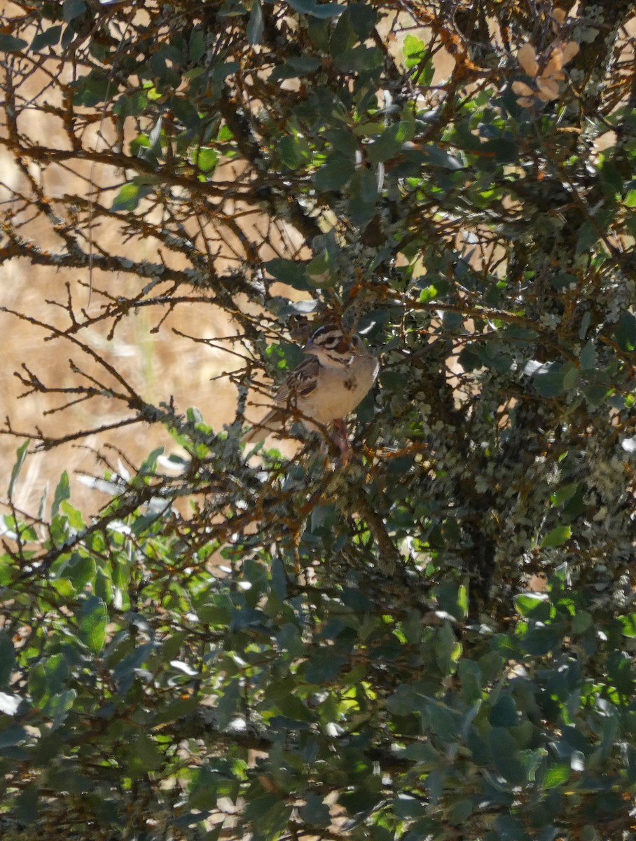 Lark Sparrow - ML638462259