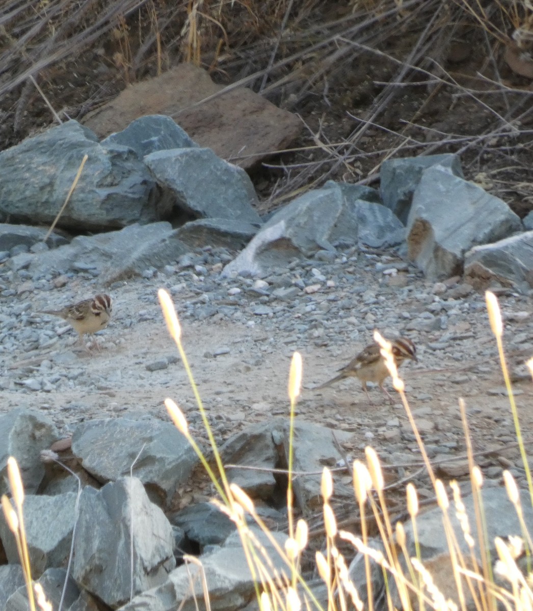 Lark Sparrow - ML638462260