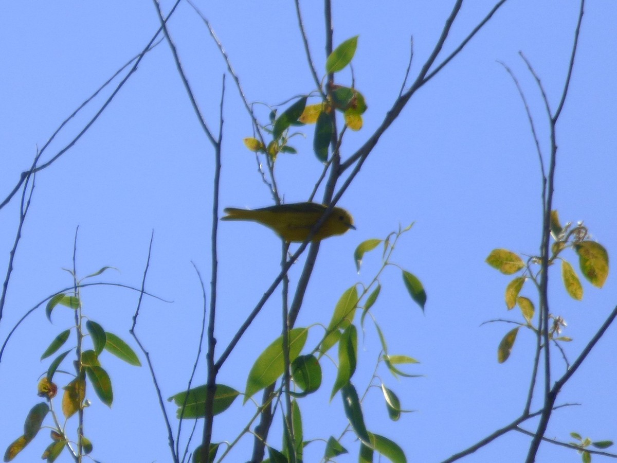 Yellow Warbler - ML638462262