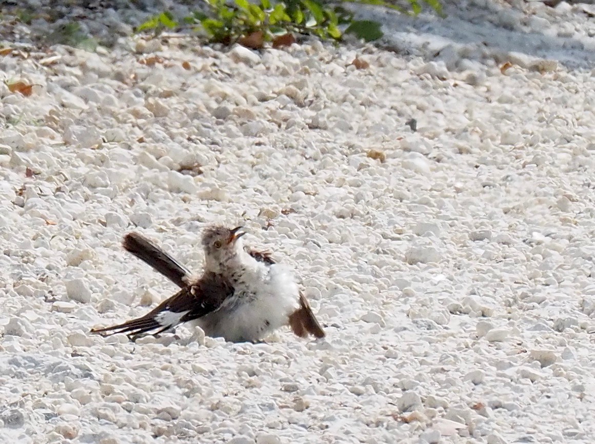 Northern Mockingbird - ML638462264