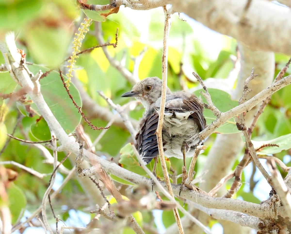 Northern Mockingbird - ML638462265