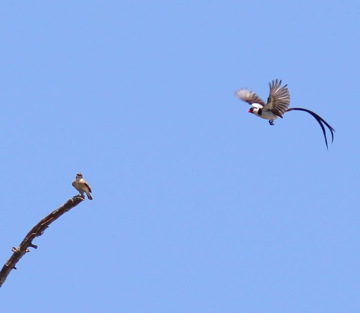 Pin-tailed Whydah - ML638462351
