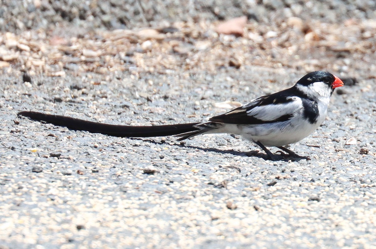 Pin-tailed Whydah - ML638462363