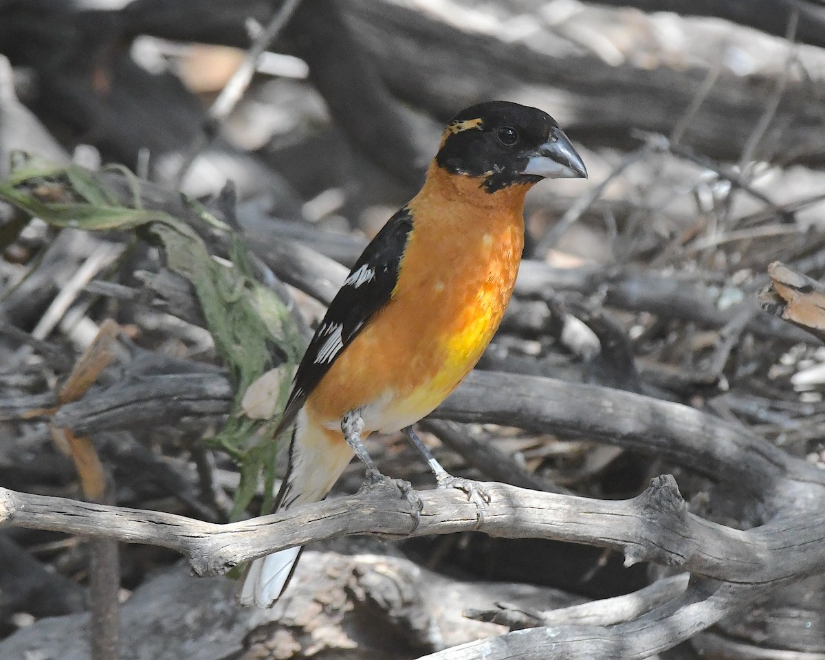 Black-headed Grosbeak - ML638462367