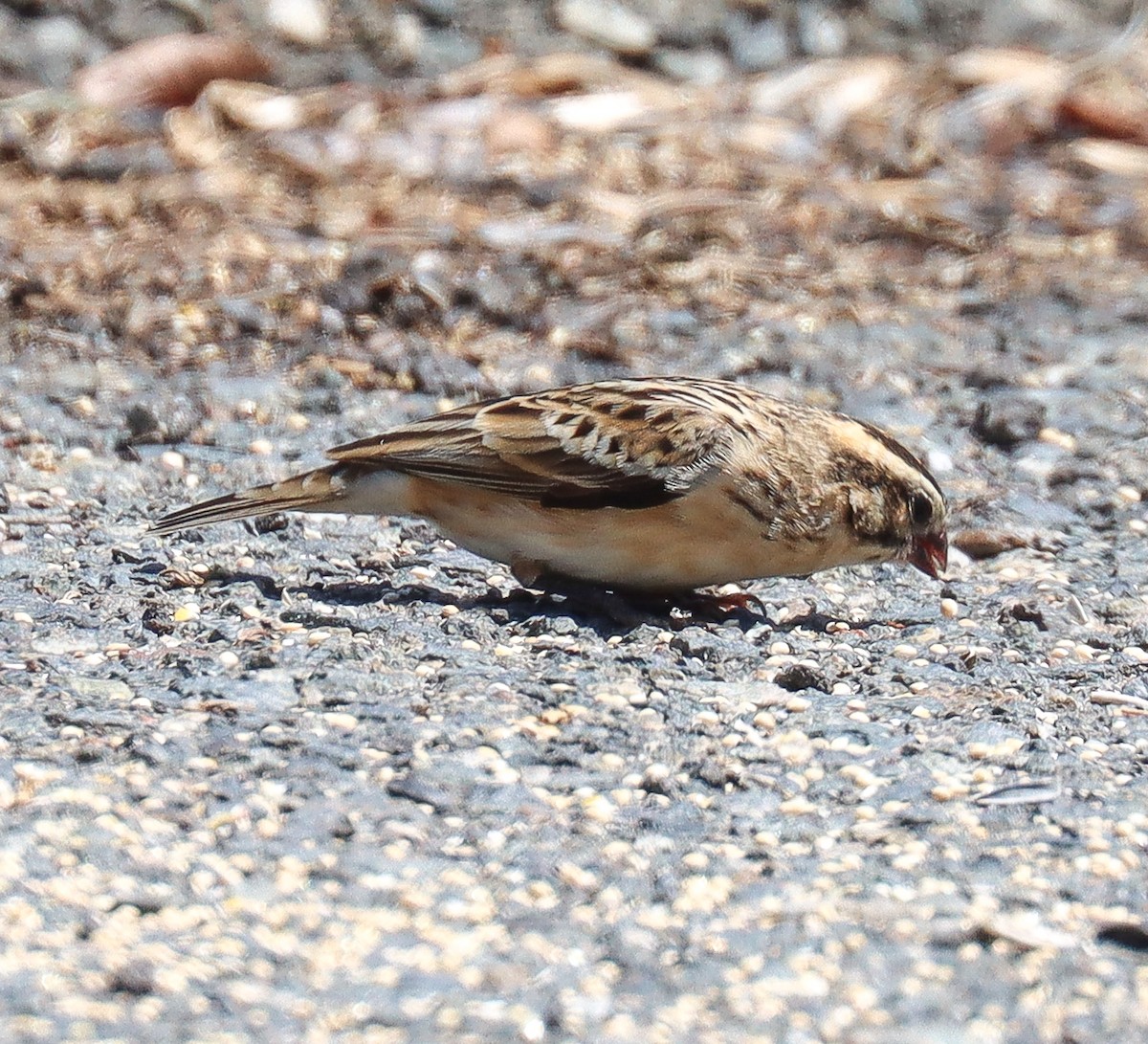 Pin-tailed Whydah - ML638462375