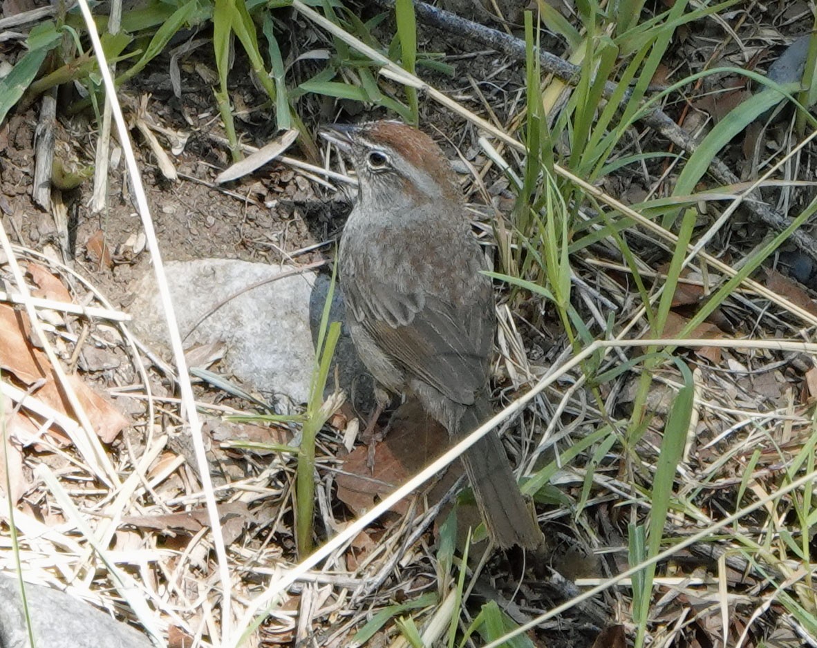 Rufous-crowned Sparrow - ML638462377