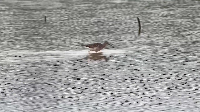 Lesser Yellowlegs - ML638462413