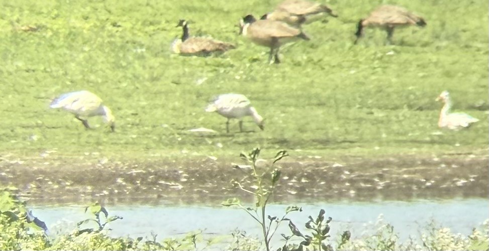 Цасны галуу - ML638462415