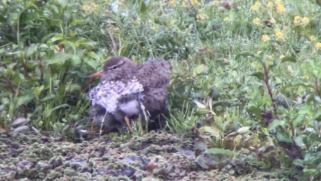 Spotted Sandpiper - ML638462425