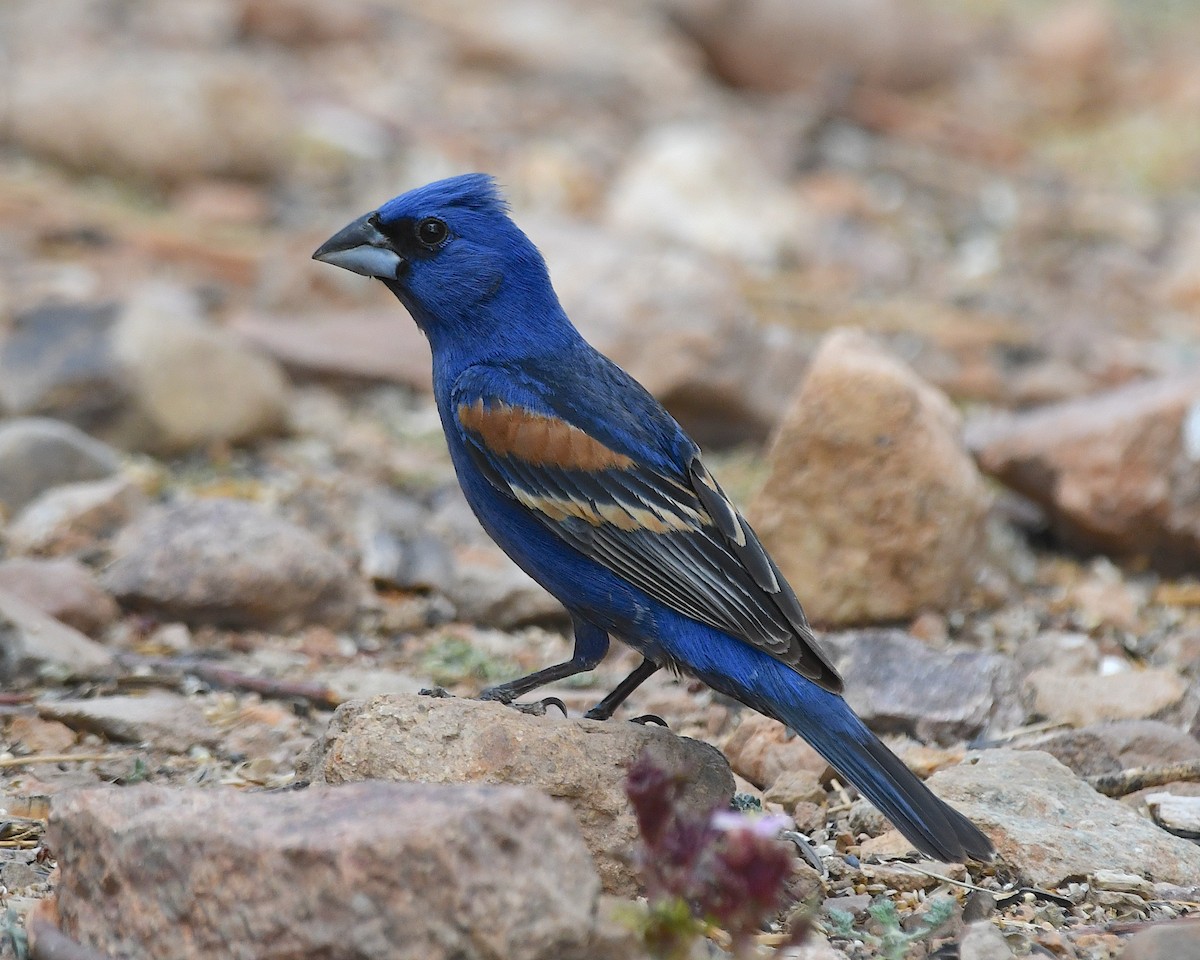 Blue Grosbeak - ML638462427