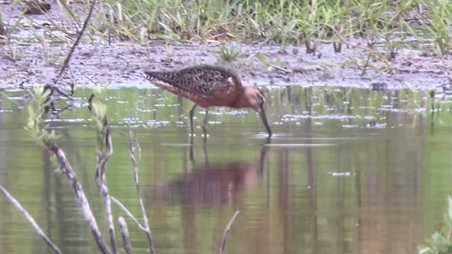 Long-billed Dowitcher - ML638462430