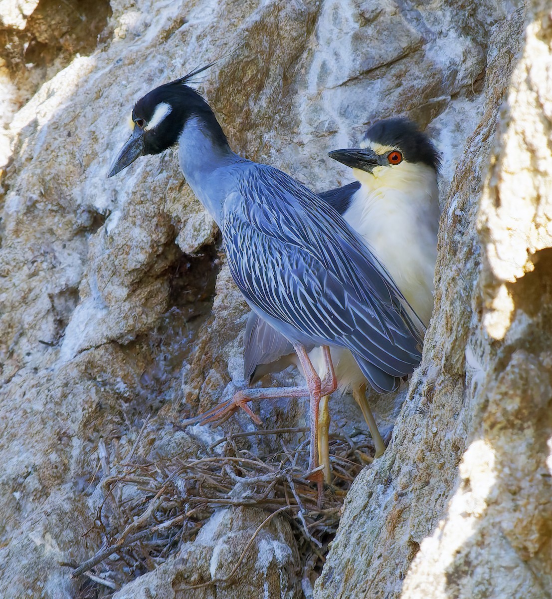 Yellow-crowned Night Heron - ML638462448