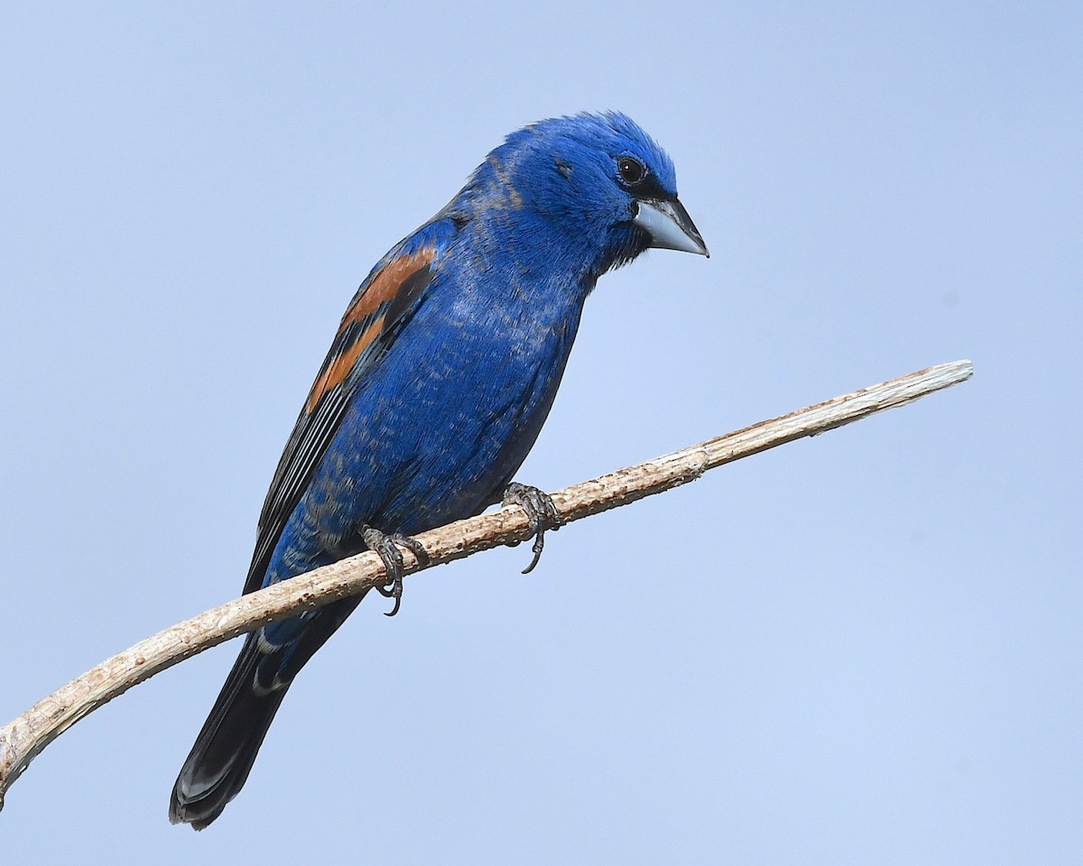 Blue Grosbeak - ML638462487