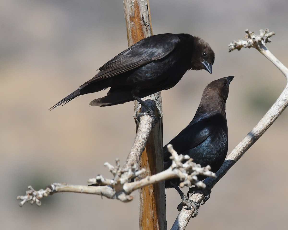 Brown-headed Cowbird - ML638462560