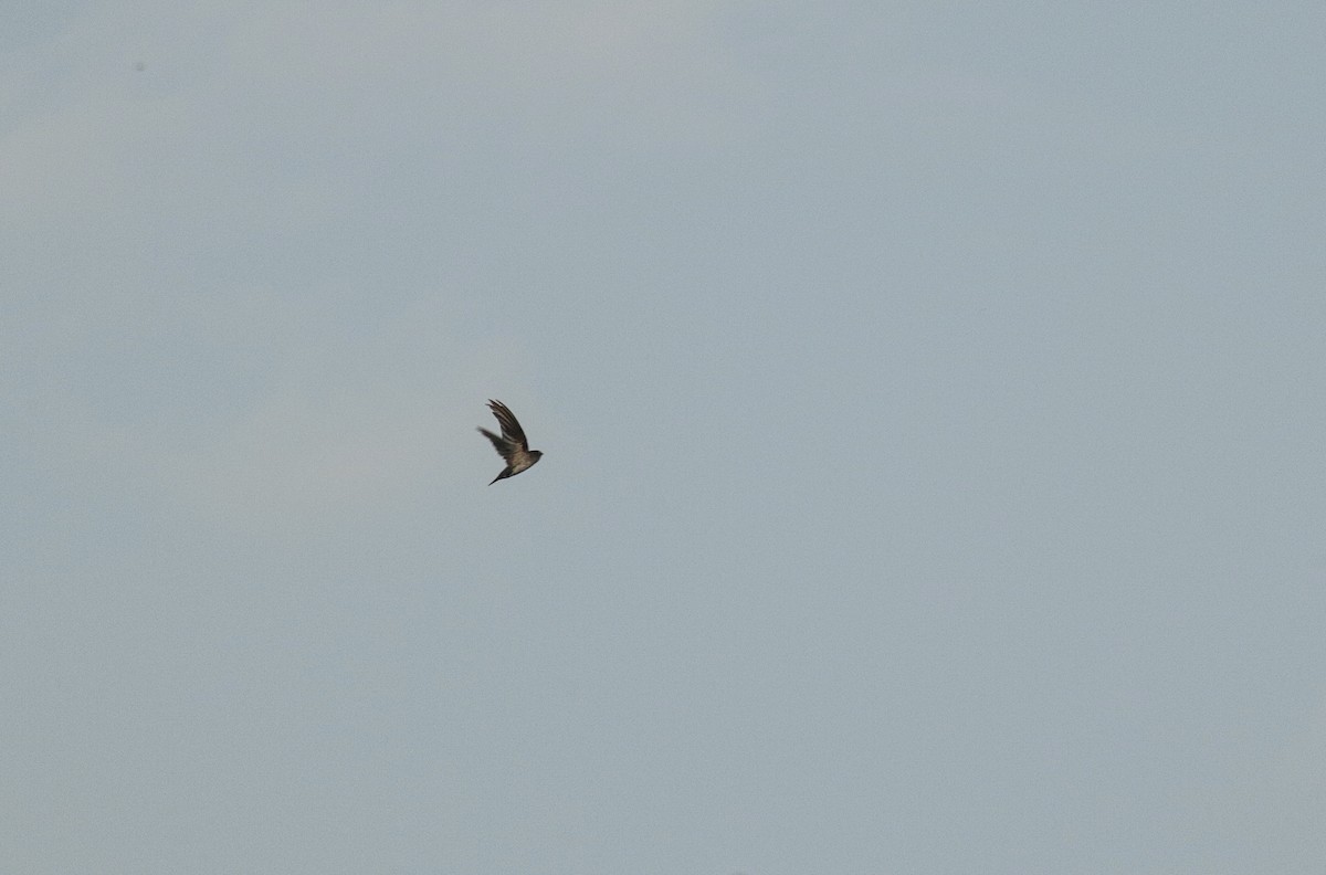 Cave Swiftlet - ML638462579
