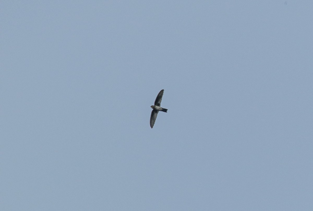 Cave Swiftlet - ML638462583
