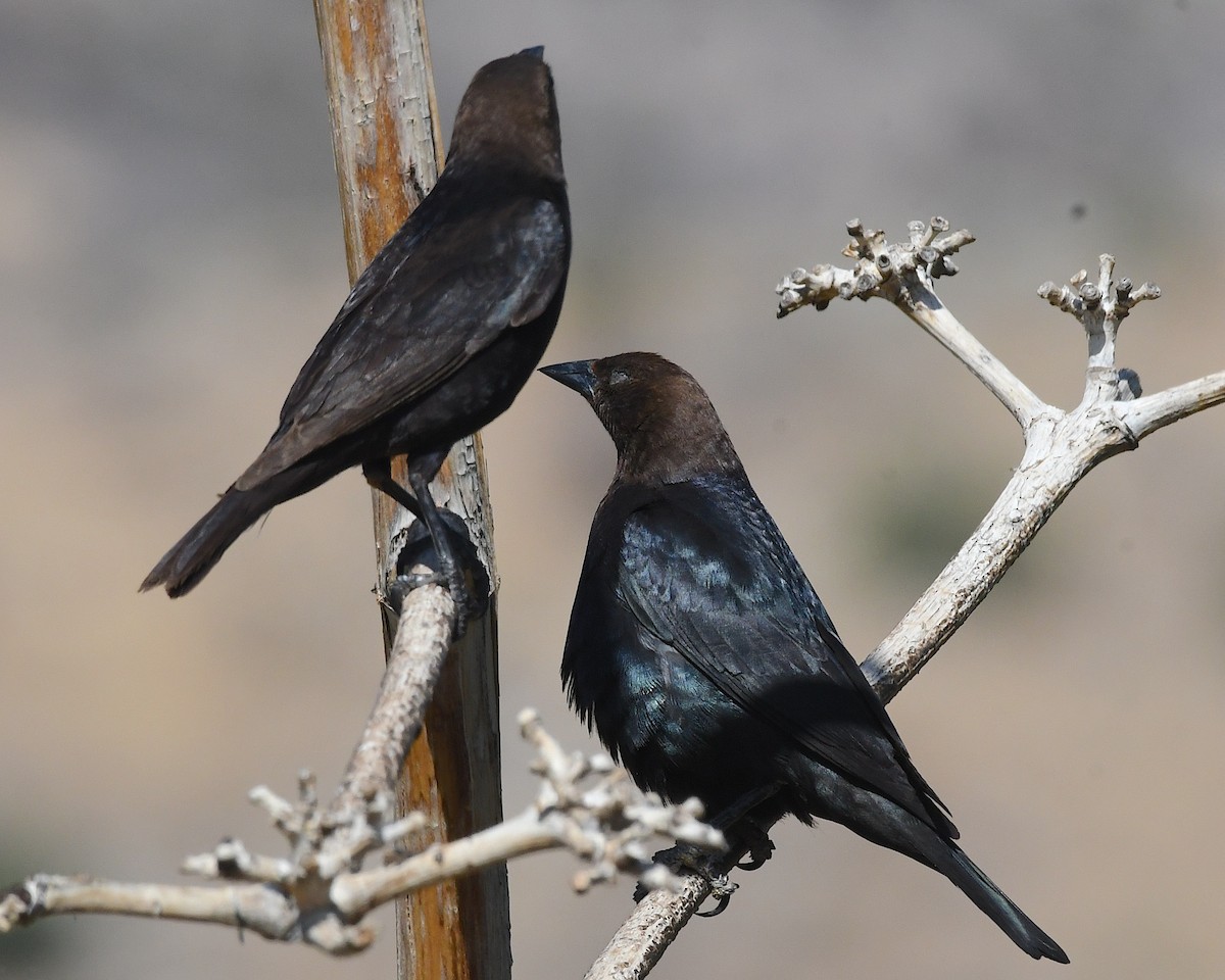 Brown-headed Cowbird - ML638462593