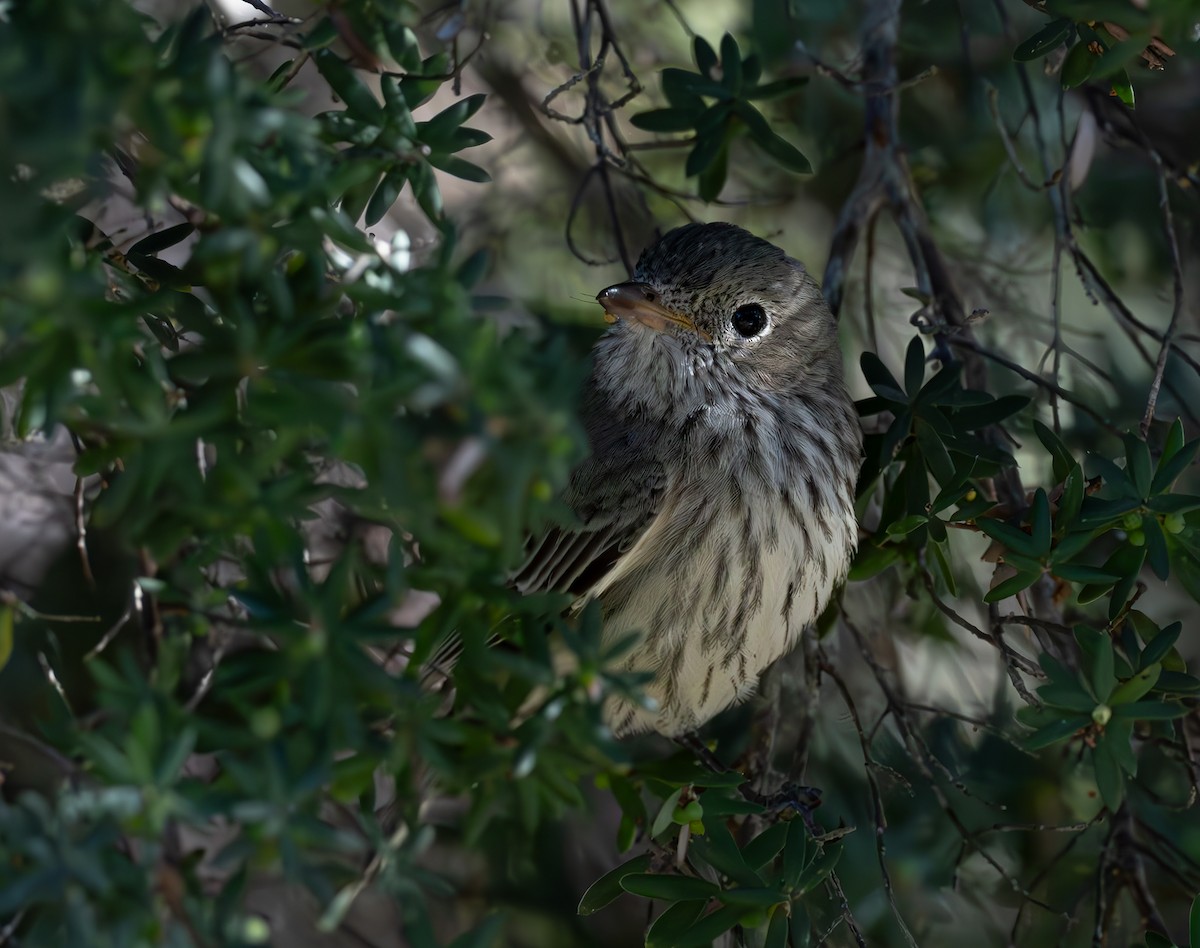 Rufous Whistler - ML638462596