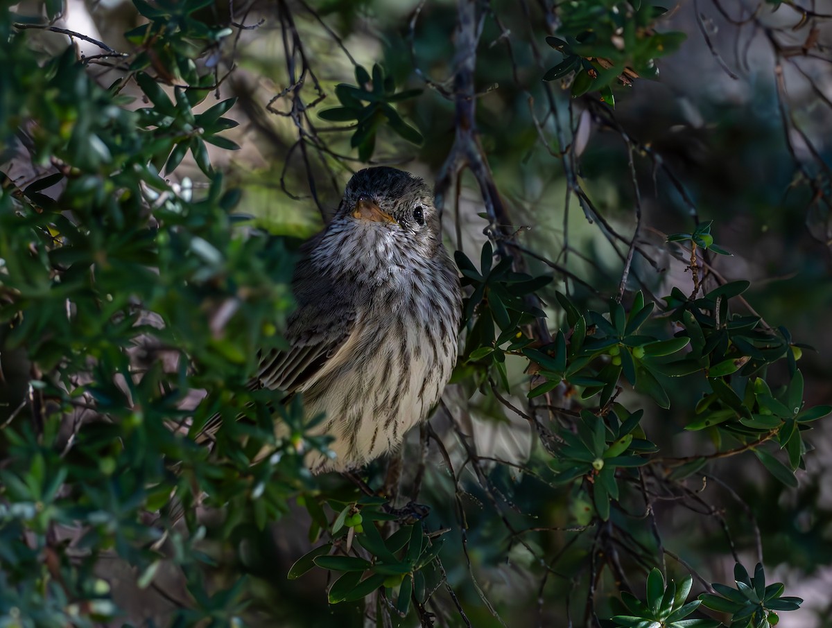 Rufous Whistler - ML638462597