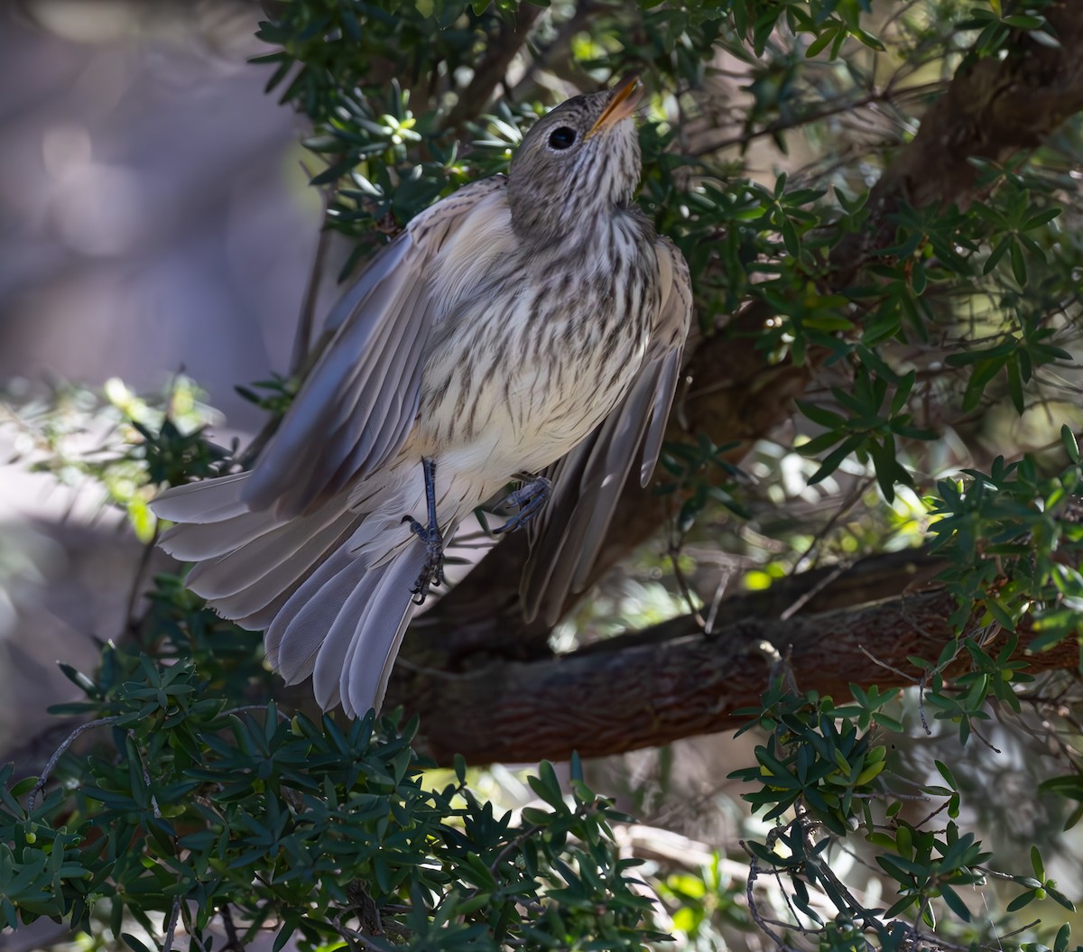 Rufous Whistler - ML638462598