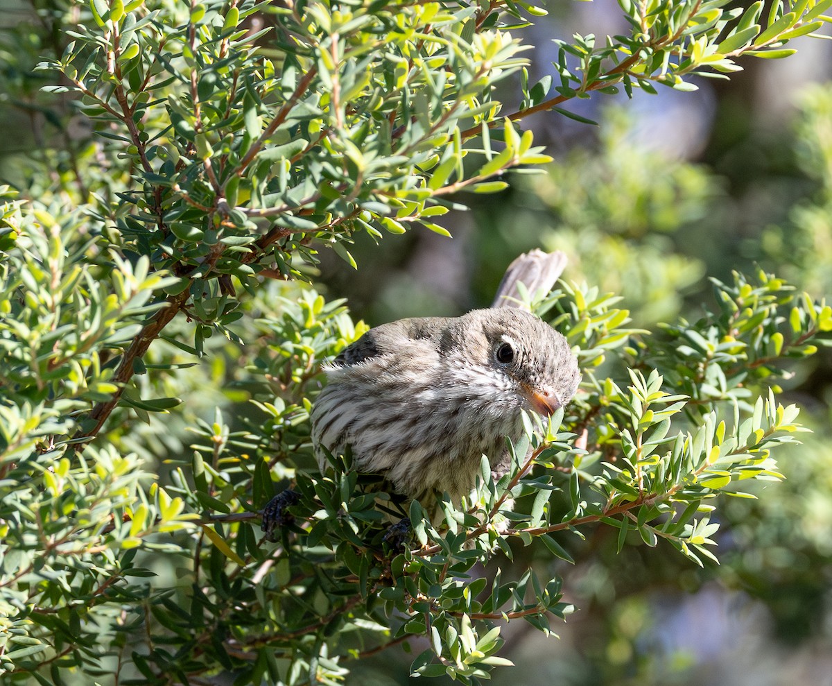 Rufous Whistler - ML638462601