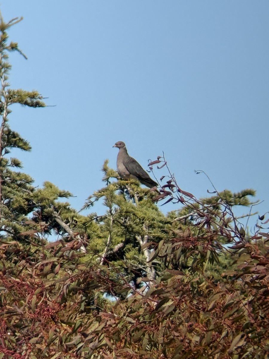 Band-tailed Pigeon - ML638462640