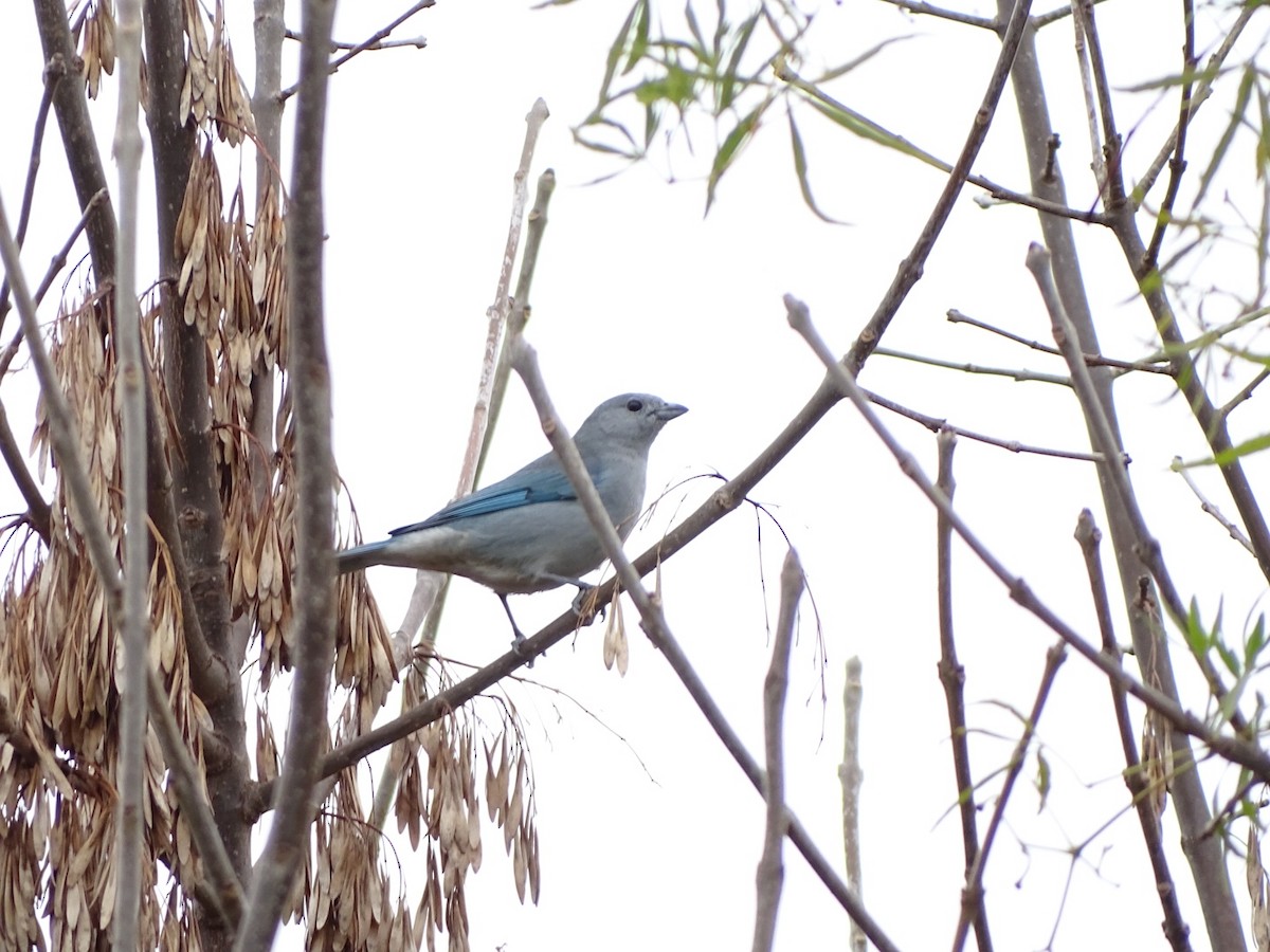 Sayaca Tanager - ML638462648